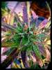 RubiaSeeds