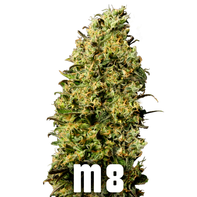 m8