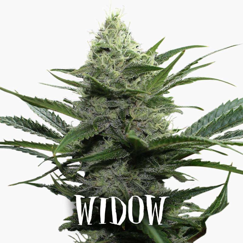 widow1